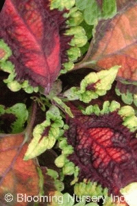 Coleus (Solenostemon) 'Splash'